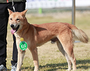 23th Award Winning Dogs photo