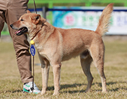 23th Award Winning Dogs photo