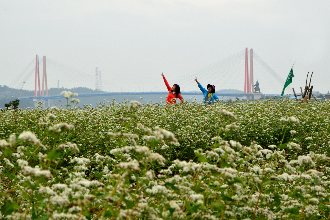 2013 진도 전국 사진 공모전 입선(메밀꽃밭의 추억) 이미지