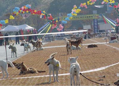 개띠해 맞이 진도개 한마당 축제 이미지