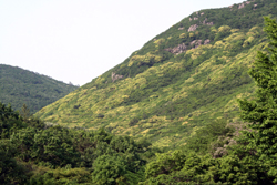 황금 물결 이룬 진도 첨찰산 등산객 날로 급증 이미지