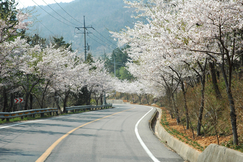 진도군은 지금 야생화와 유채, 벚꽃 만발 이미지