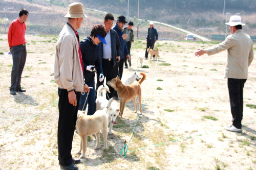 진도군, 진도개 전문 심사원 양성 과정 개설 이미지