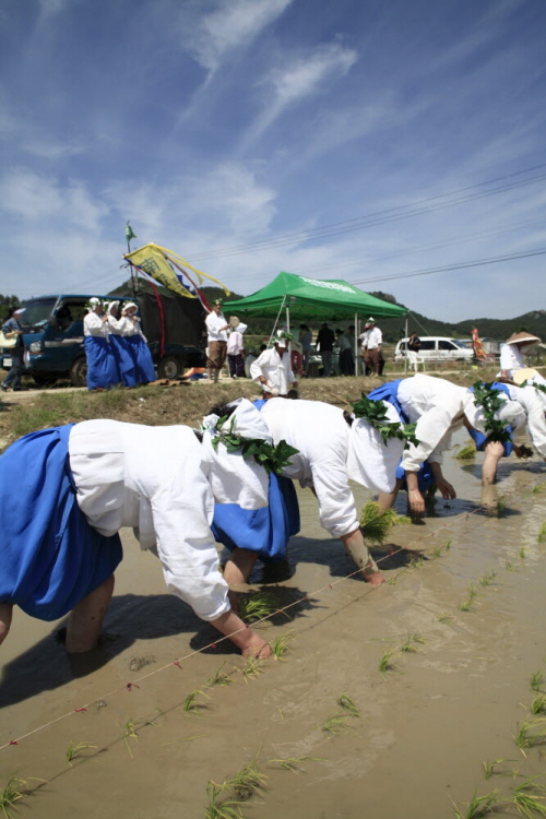 진도군 지산면 인지리 남도들노래 공개 발표회 열려... 이미지