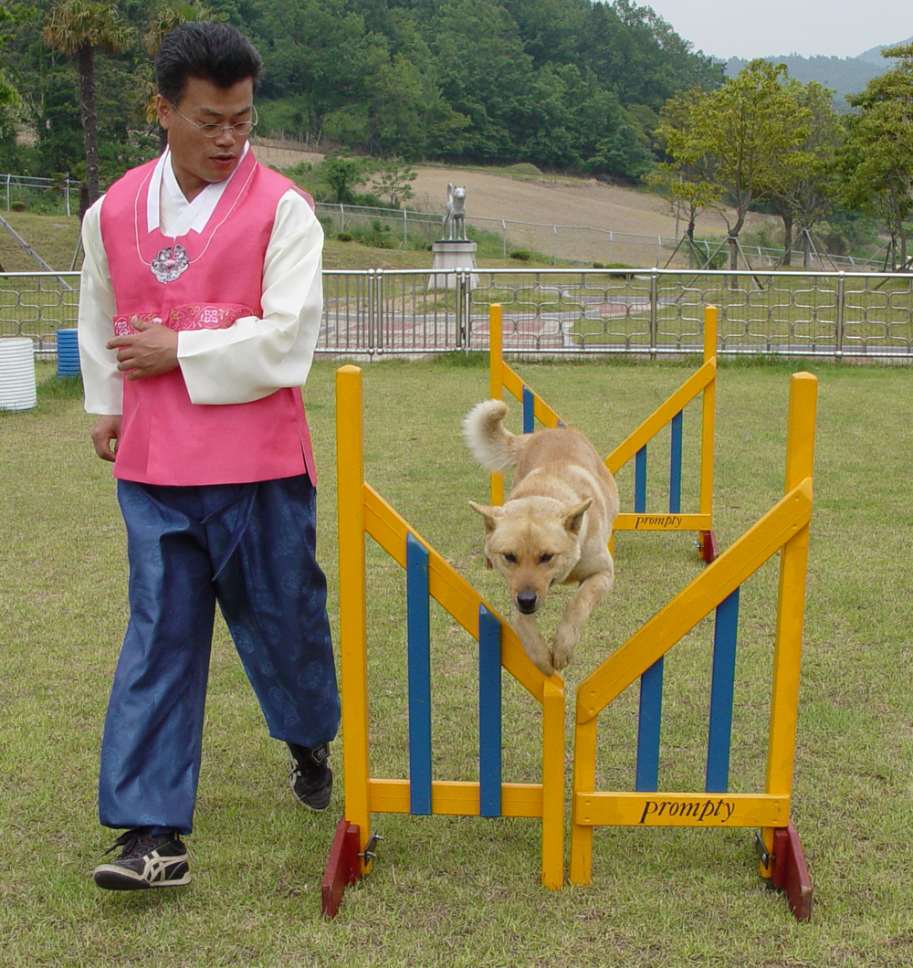 진도군 진도개 묘기공연 인기 ‘짱’ 이미지