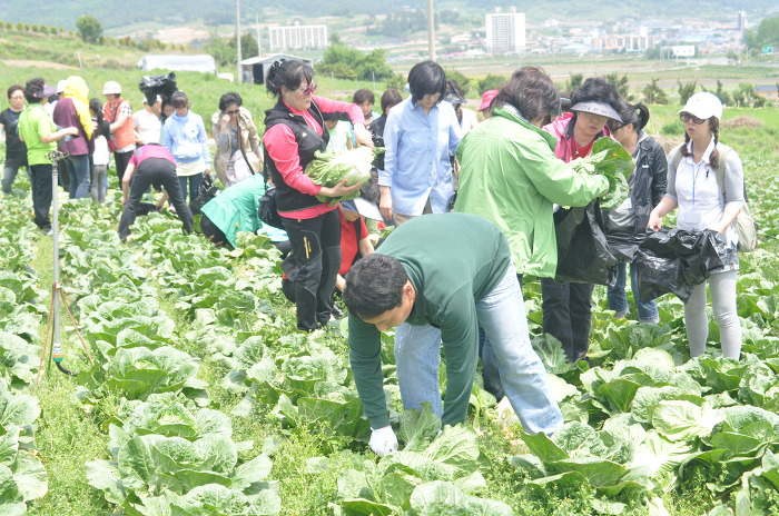 진도군, 도시 소비자 초청 농촌문화체험 행사 이미지