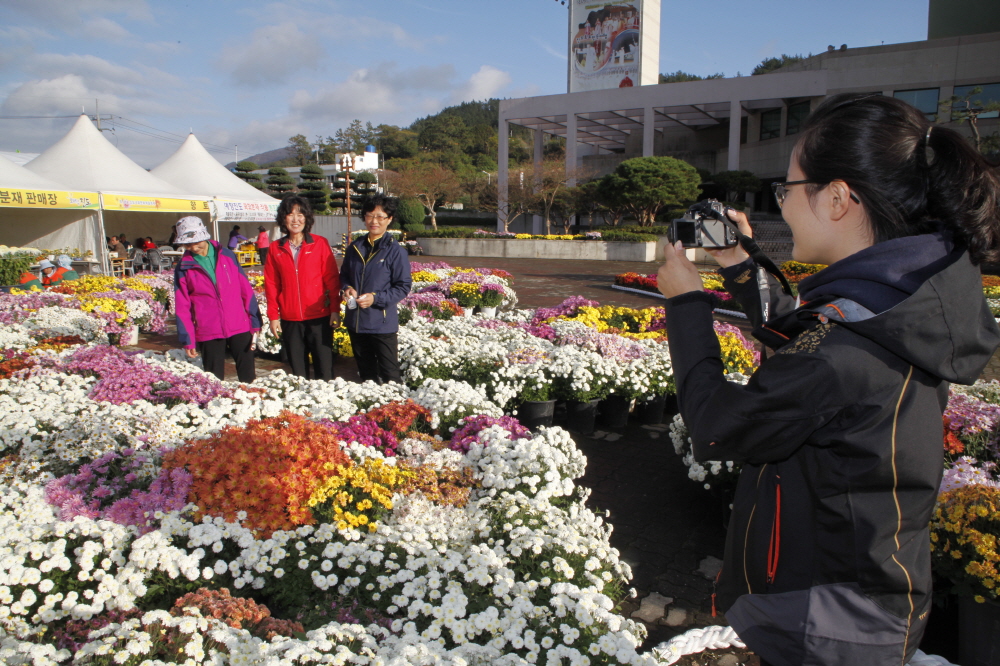 보배섬 진도군에서 그윽한 국화향에 빠져 보세요 이미지