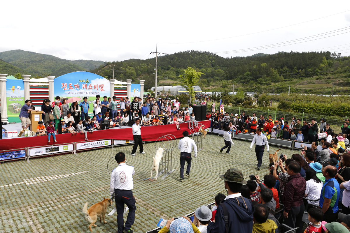 2015 진도개 페스티벌 축제 성료 이미지