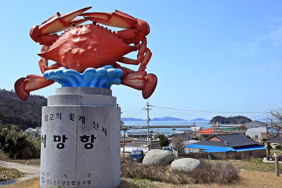 진도 서망항 가을 꽃게 ‘풍어’…물 반, 꽃게 반 이미지