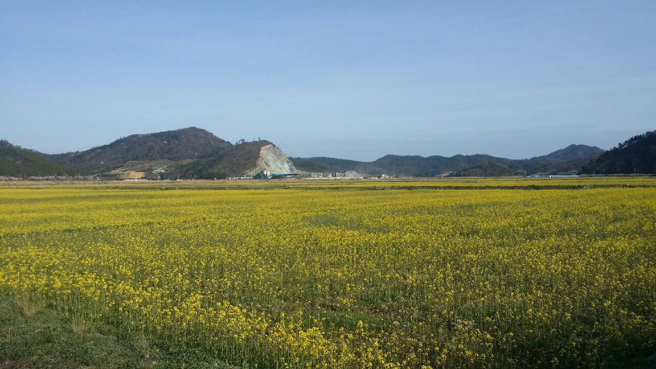 진도군, 경관작물 재배 면적 확대…농촌관광 활성화 유도 이미지