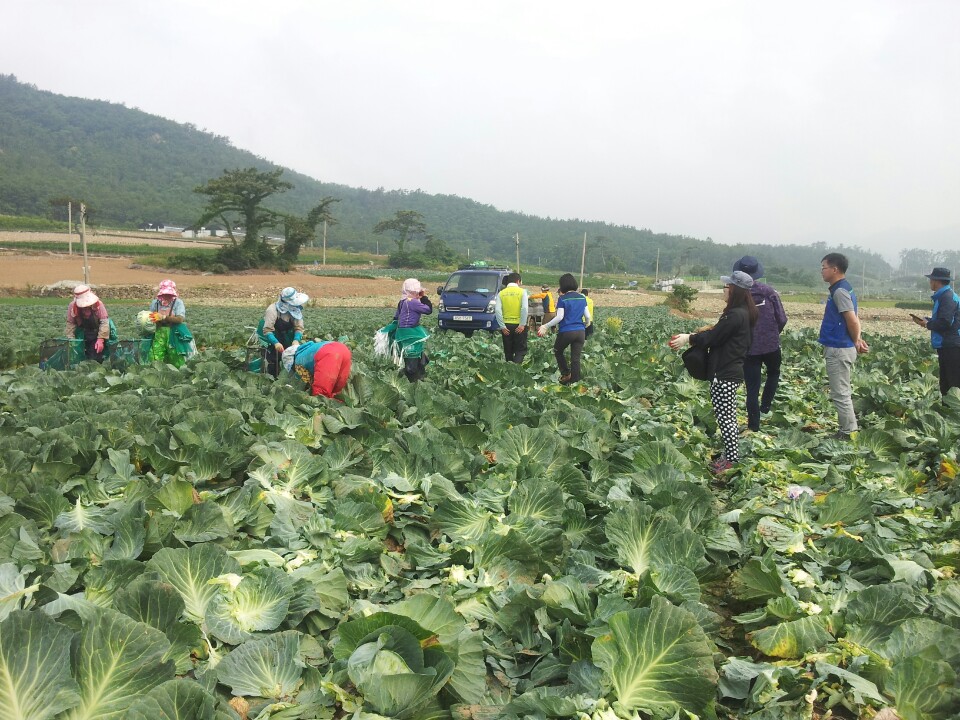 진도군, 2016 농촌일손돕기 본격 추진 이미지