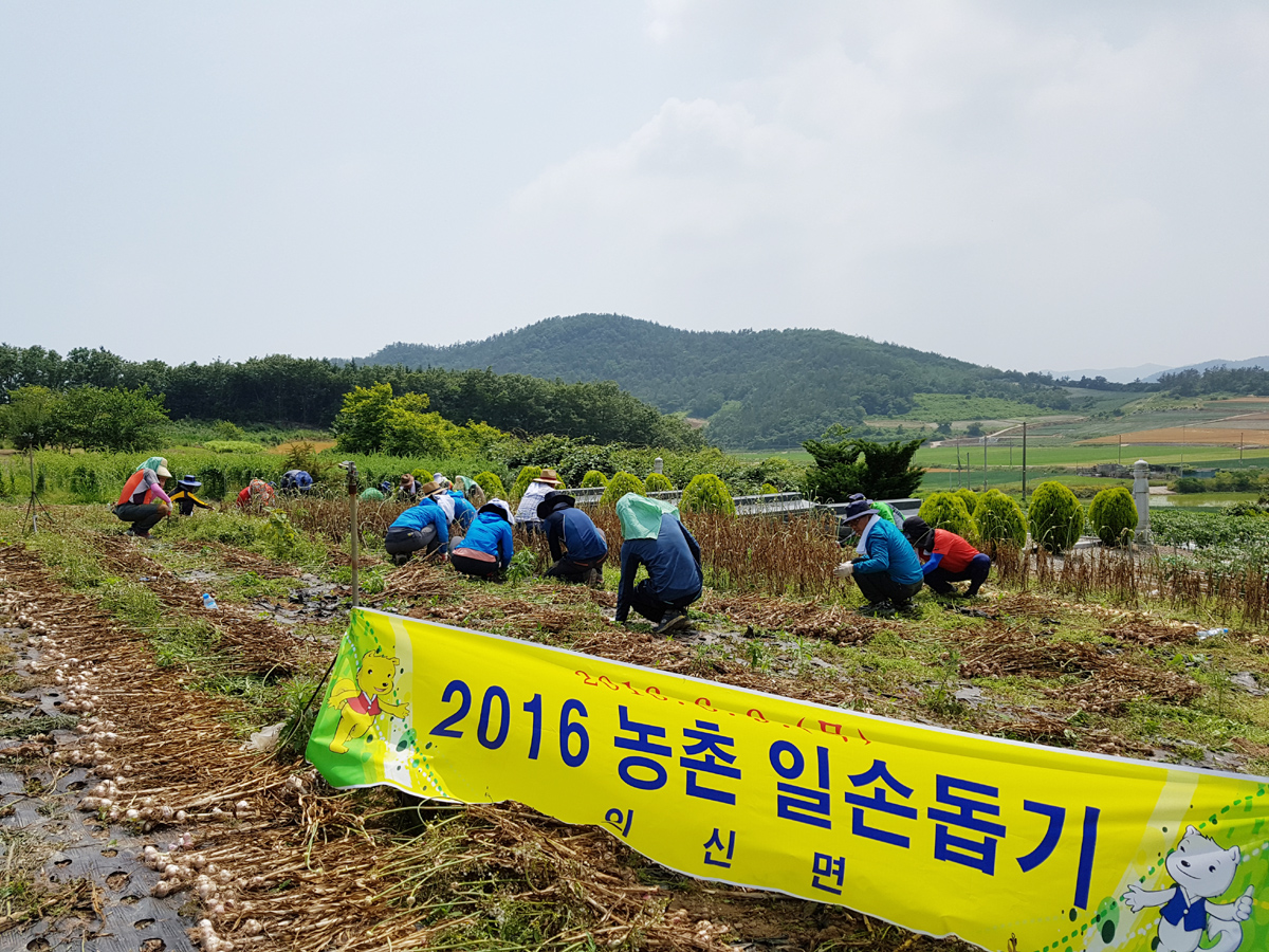 의신면, 영농철 일손돕기 봉사활동 나서 이미지