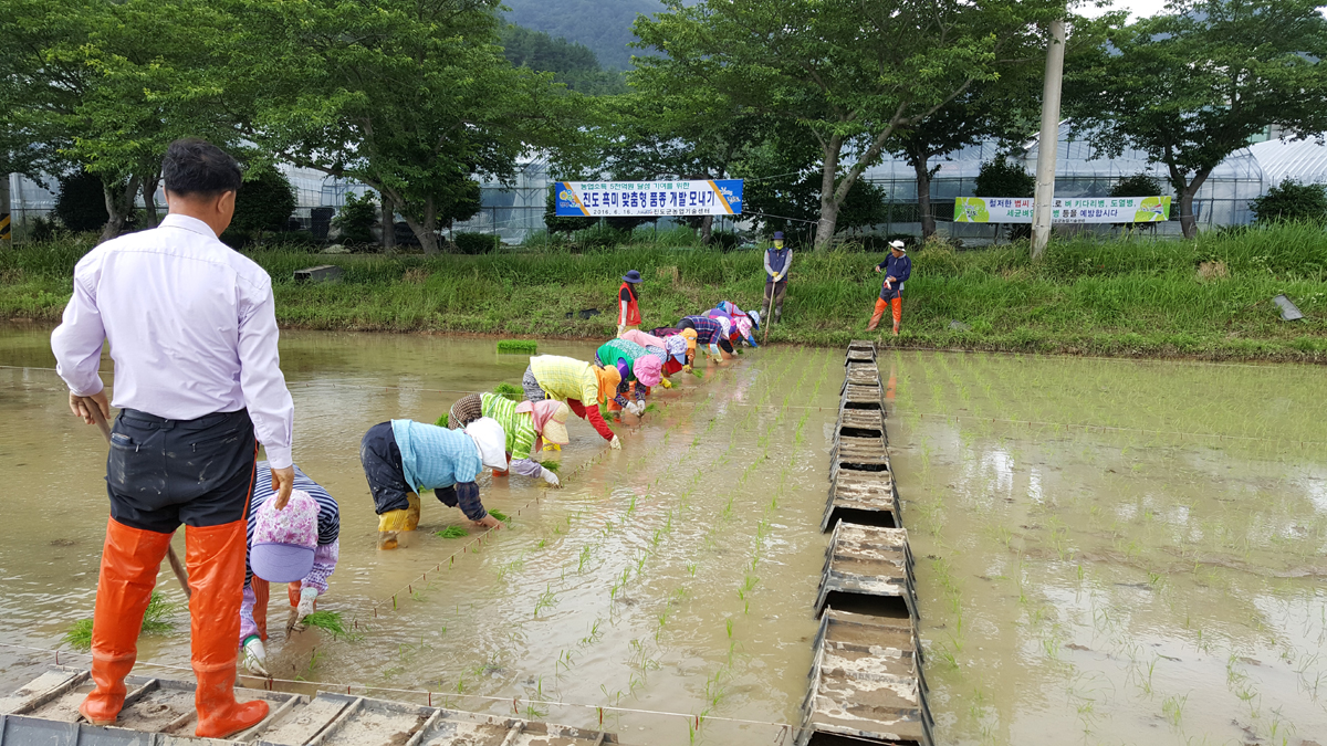 진도군 ＇검정쌀 품종 개량＇ 실증 시험 순조 이미지