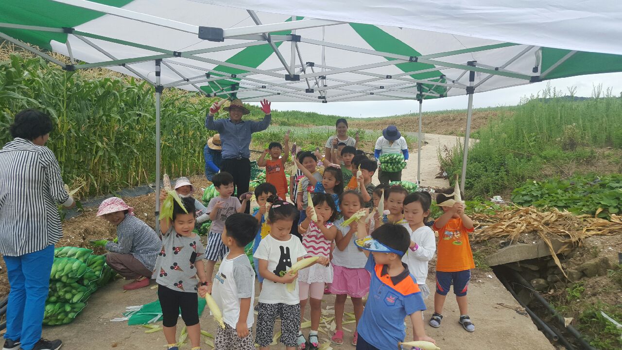 진도군 의신면 ‘사랑의 옥수수’ 사회복지시설 등에 전달 이미지