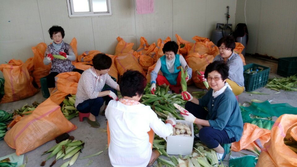 진도군 의신면, 경로당에 사랑의 옥수수 전달 이미지