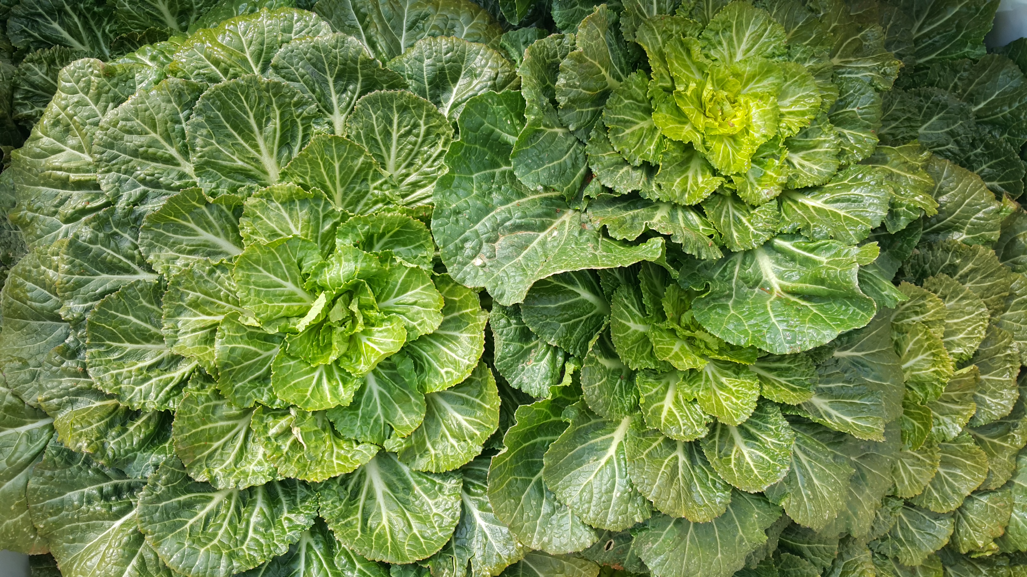 향긋하고 아삭 아삭한 봄의 맛…진도 봄동 ‘인기’ 이미지