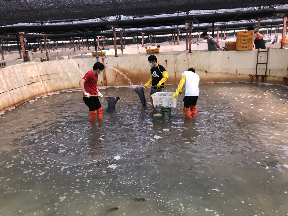 진도군, 민·관·군 수산 양식장 피해 복구 ‘구슬땀’ 이미지