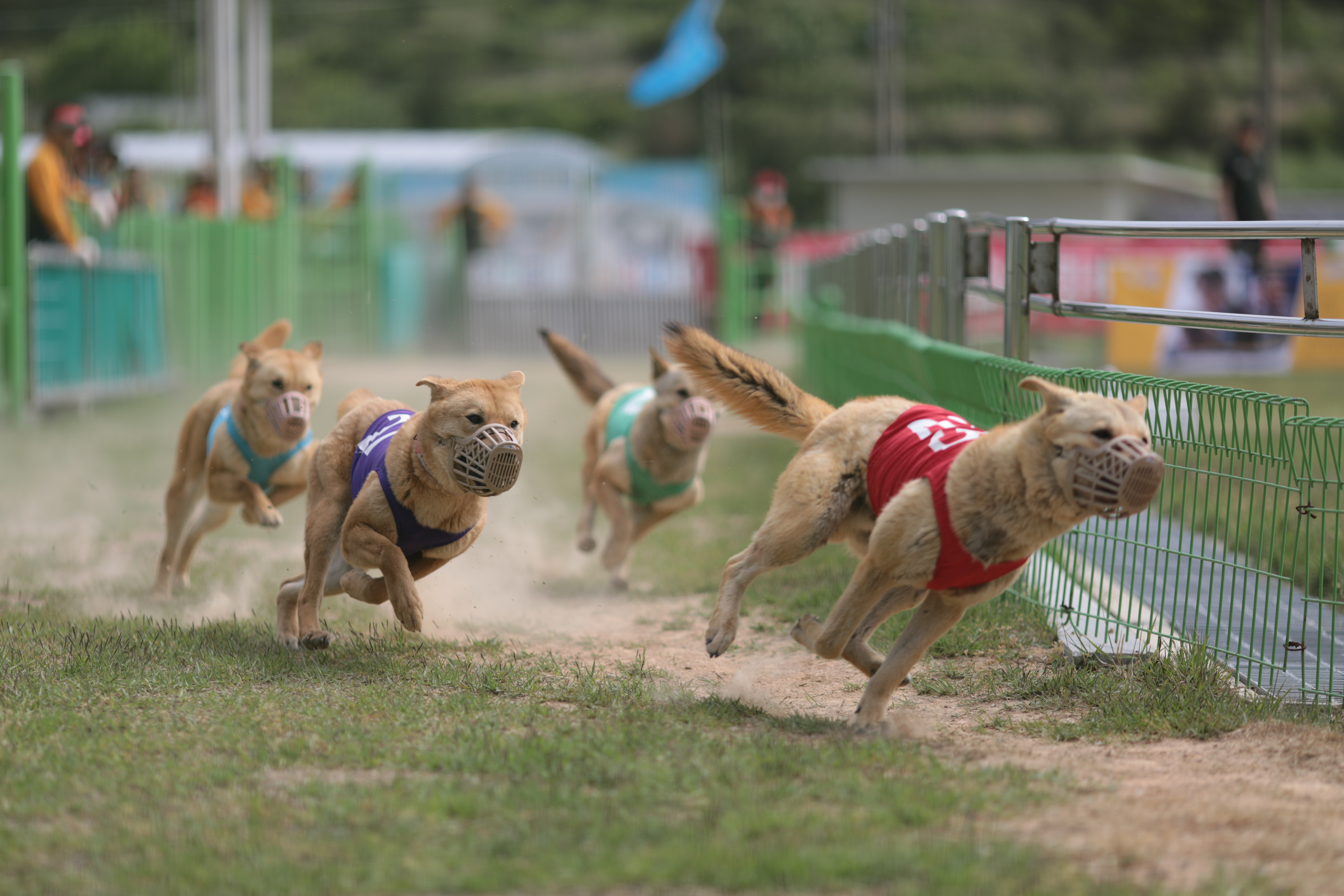 3월 2일부터 진도개테마파크 공연 시작 이미지