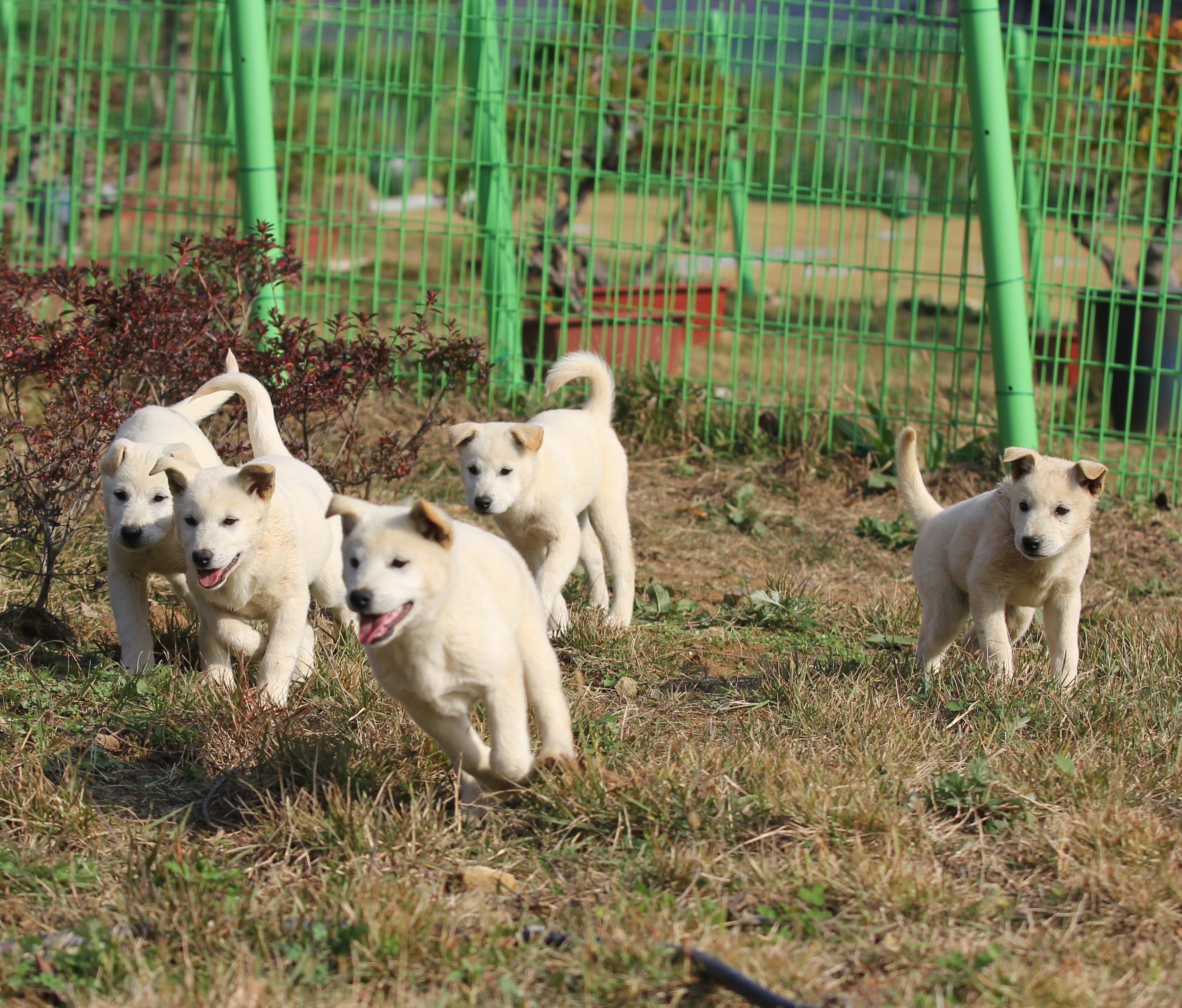 Jindo Dog 이미지