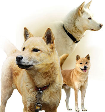 Jindo Dog 이미지