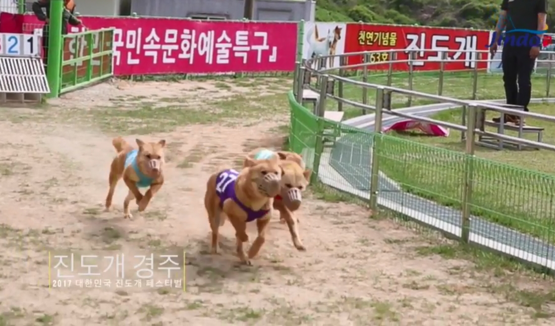 Jindo Dog Race 이미지