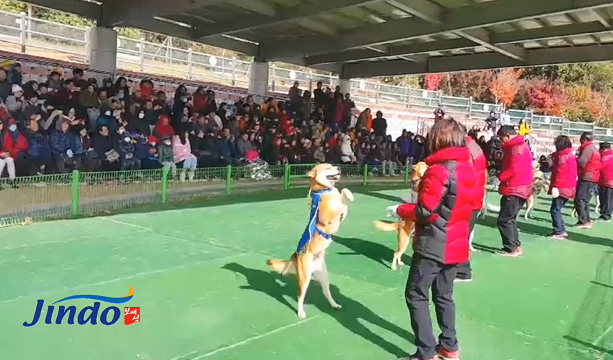 Jindo dog performance 이미지