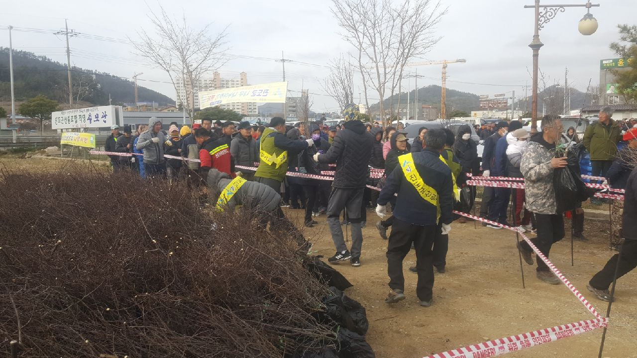 진도군, ‘나무 나누어주기’ 행사 실시 이미지