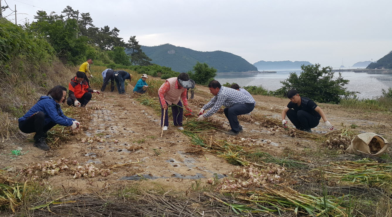 진도군 조도면, 봄철 농촌일손돕기 구슬땀 이미지