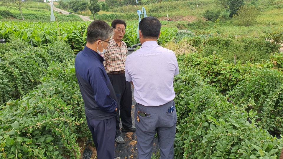 구기자 현장 기술 지도 이미지