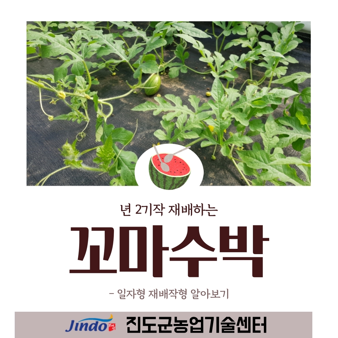 꼬마수박 재배(일자형 재배작형) 이미지