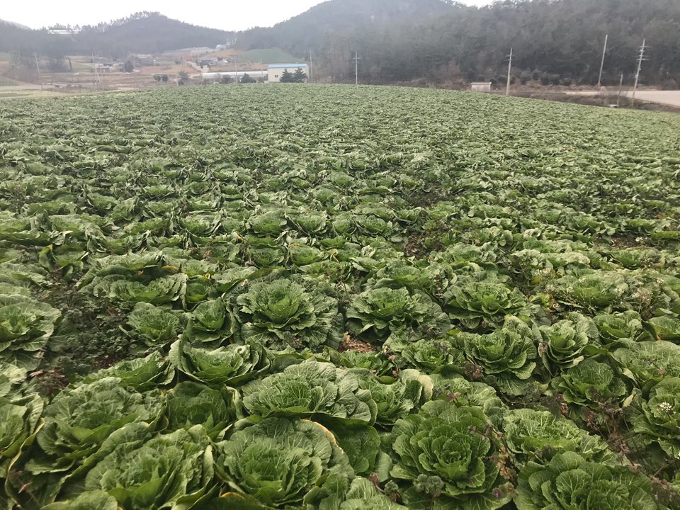 겨울 해풍 맞고 자란 진도 봄동 배추 ‘인기’…단맛 일품 이미지