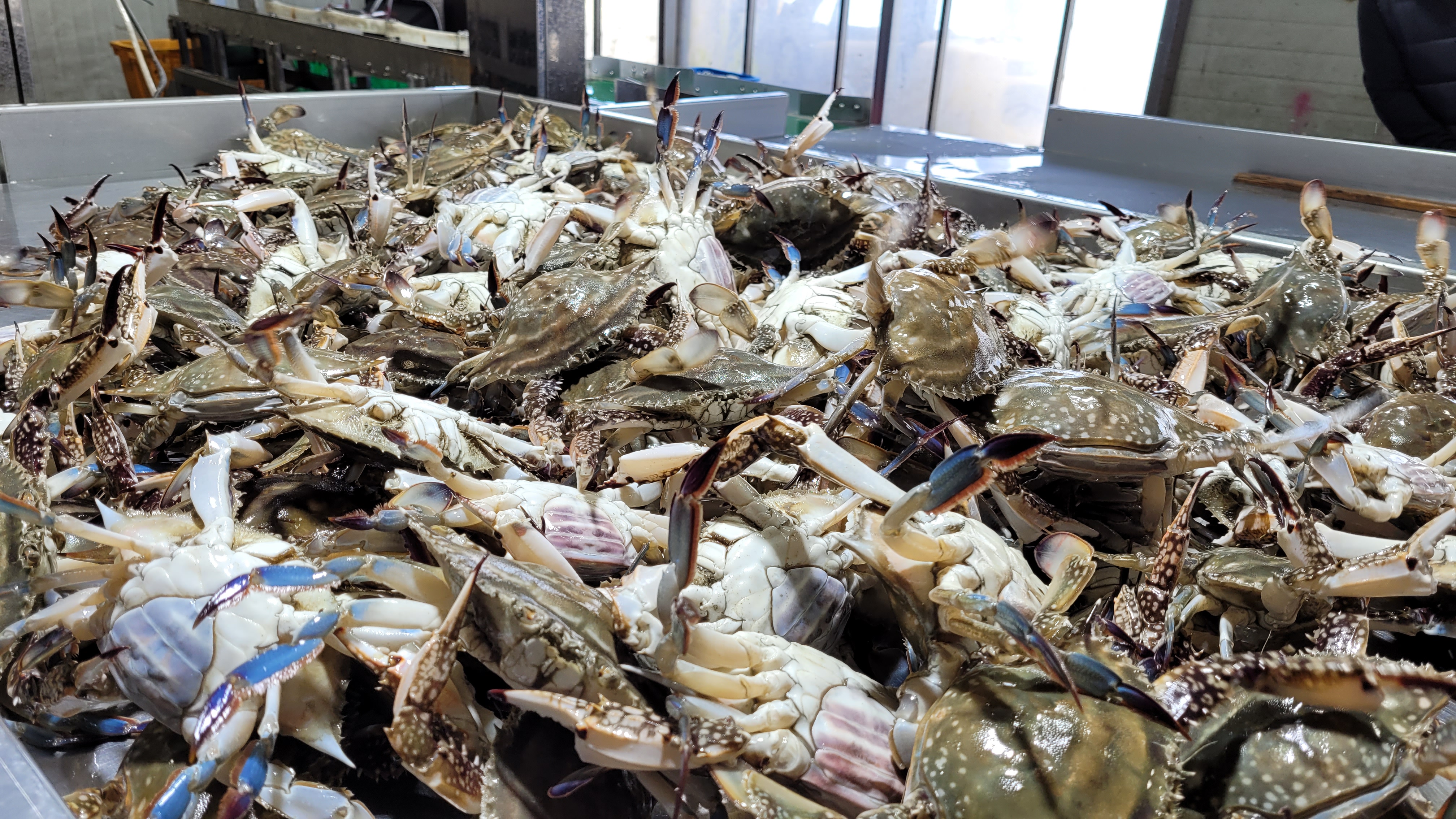 ‘알 꽉차고 맛이 일품’ 진도 봄꽃게로 ‘서망항 북적북적’ 이미지