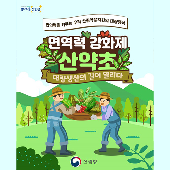 (산림청) 면역력 강화제 ‘산약초’…대량생산의 길이 열리다 이미지