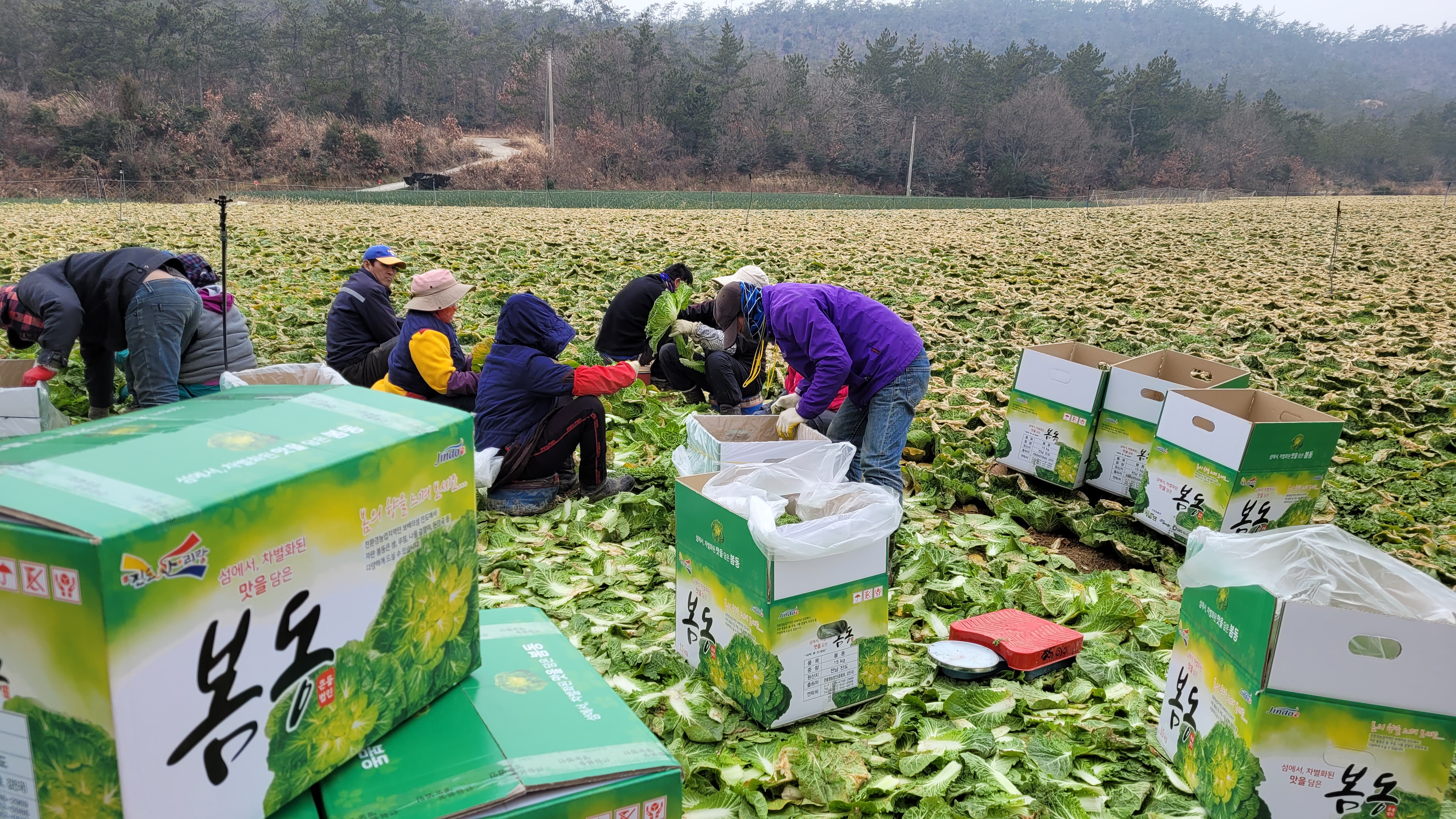 겨울 해풍 맞고 자란 진도 봄동 ‘인기’…단맛 일품 이미지