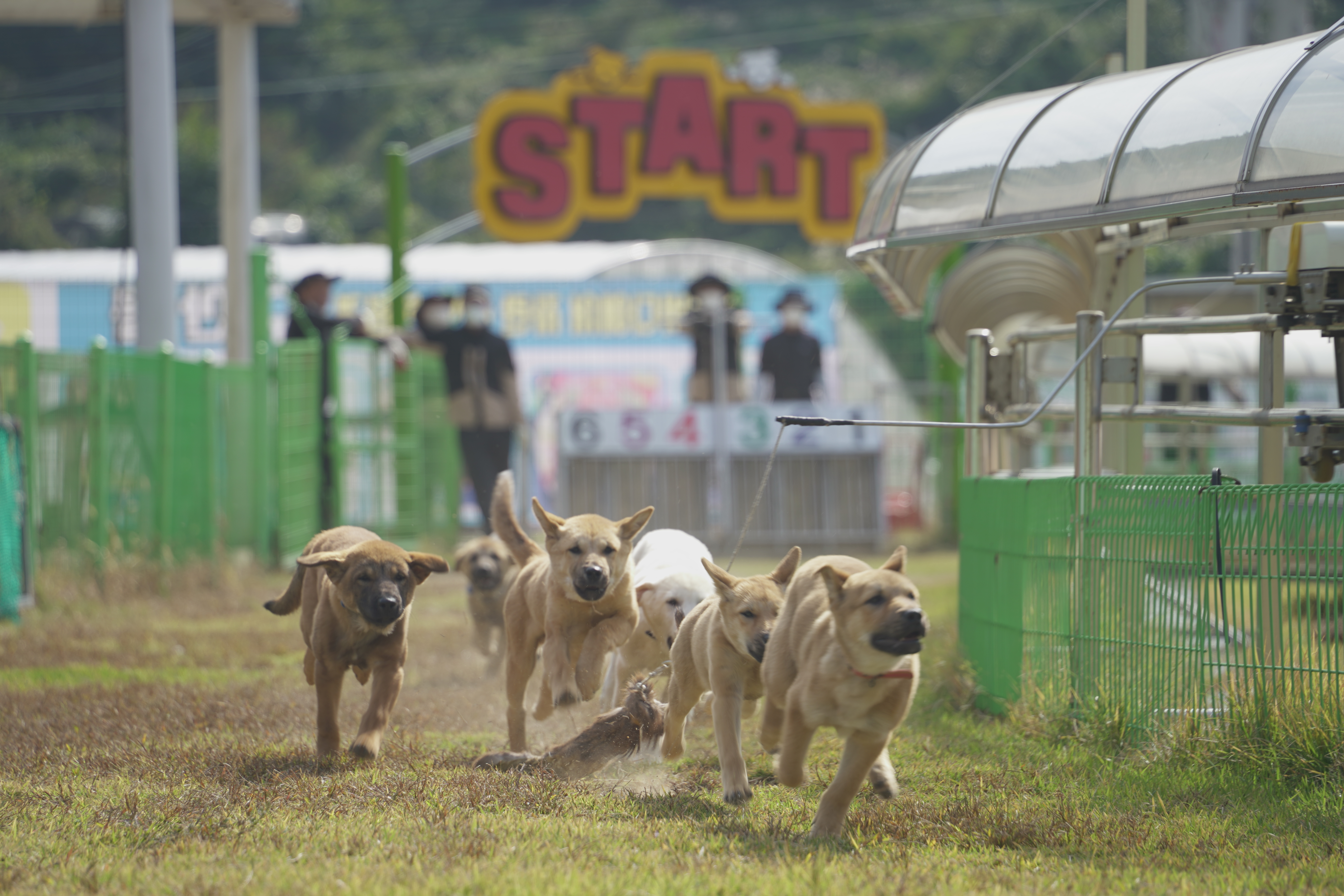 진도개 Dog스포츠 4일(토)부터 시작 이미지