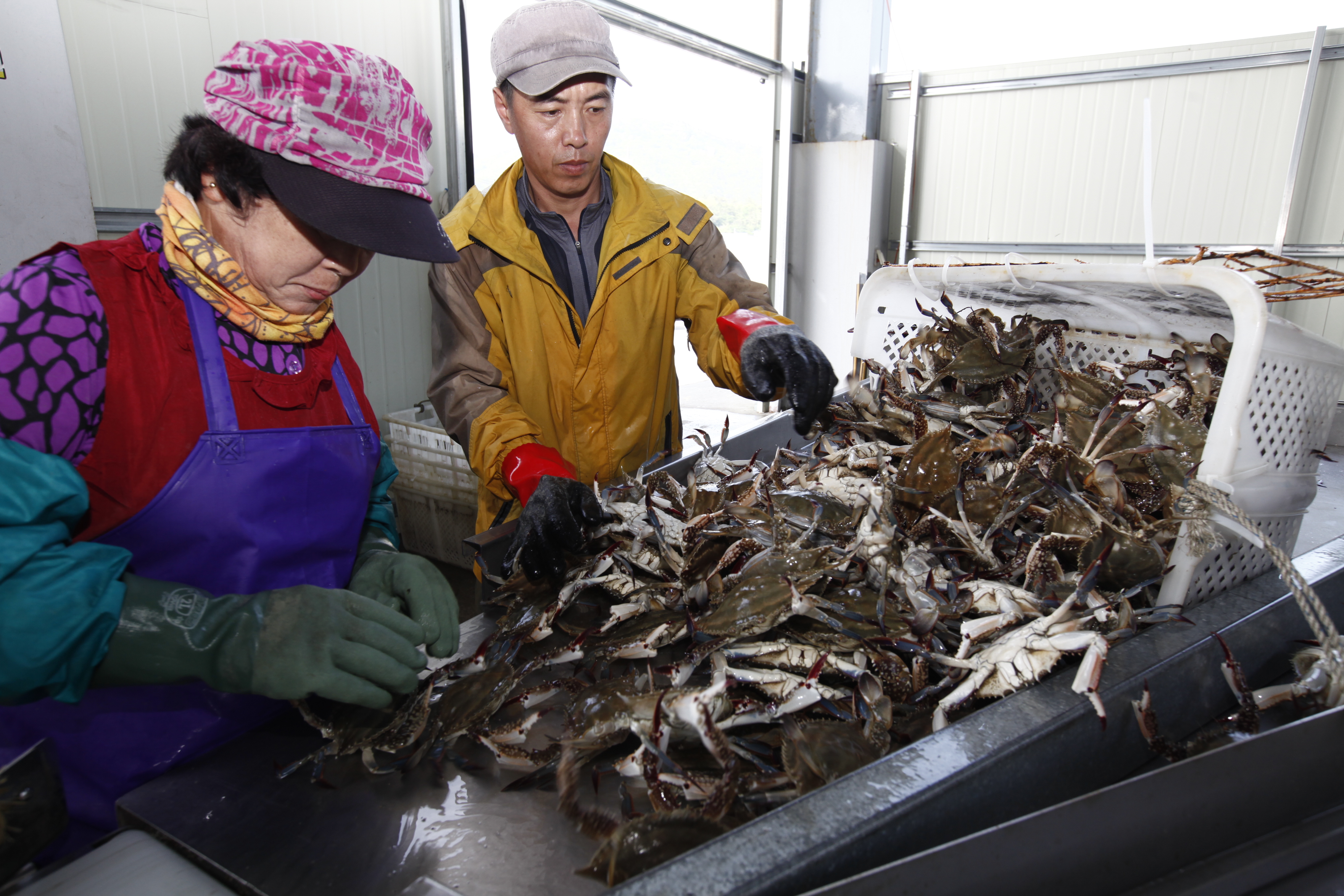 진도 서망항, ‘알 꽉차고 맛이 일품’ 봄꽃게 위판 ‘한창’ 이미지