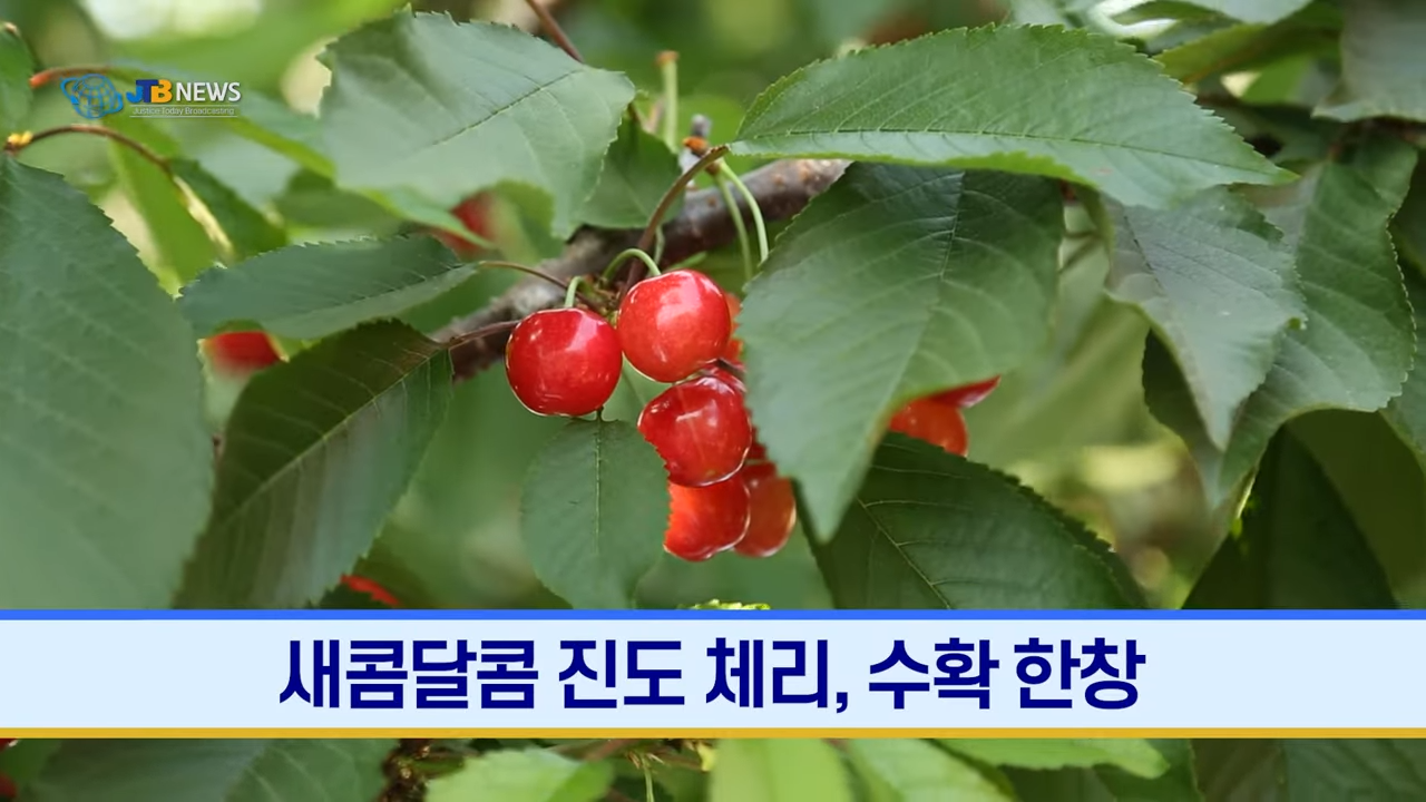 새콤달콤 진도 체리! 수입산 대체, 현지화 이미지