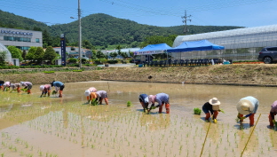 진도흑미 기본식물포 및 품종비교전시포 손모내기 이미지