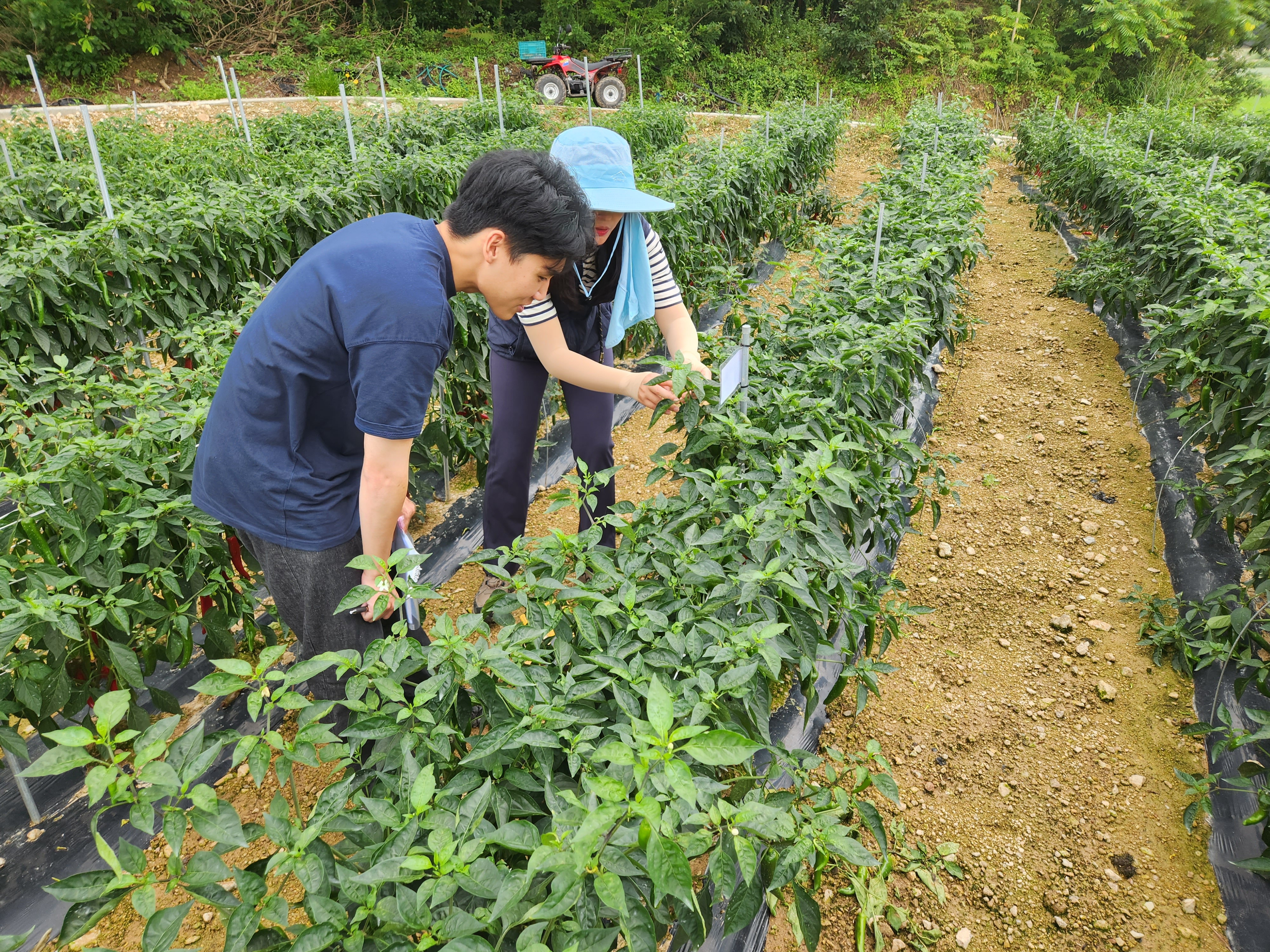 진도군, 장마철 영농현장 기술지원 강화 첨부#3